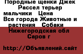 Породные щенки Джек Рассел терьер-мальчики › Цена ­ 40 000 - Все города Животные и растения » Собаки   . Нижегородская обл.,Саров г.